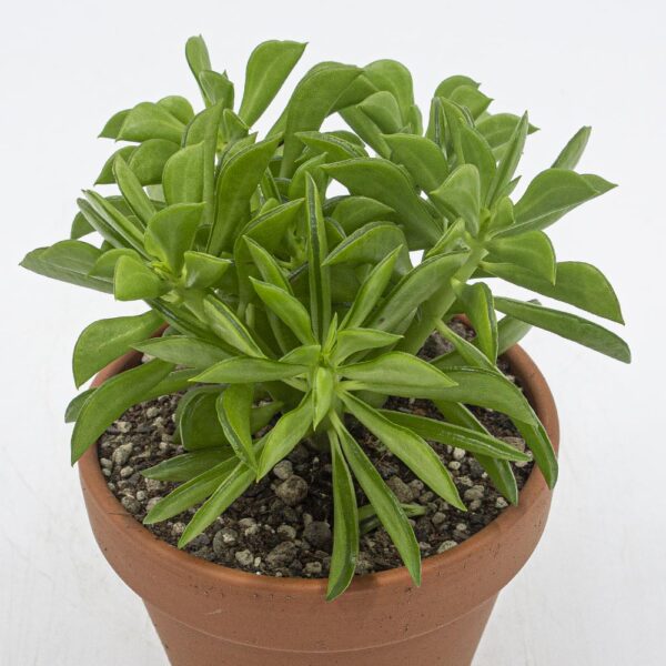 Peperomia delabriformis
