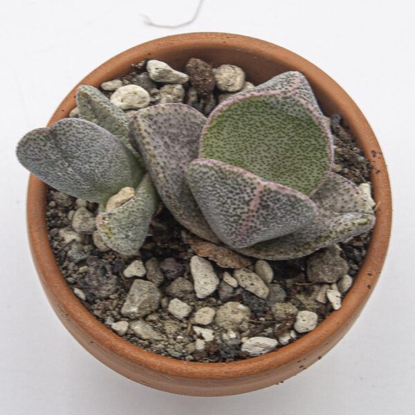 Pleiospilos bolusii