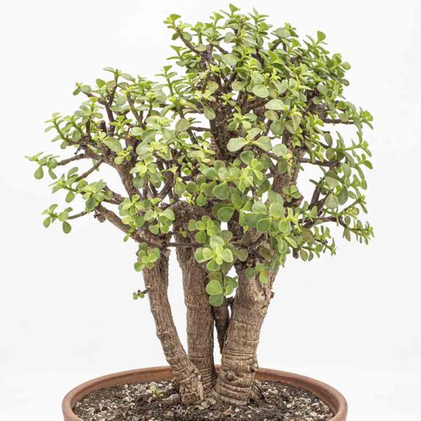 Portulacaria afra Bonsai
