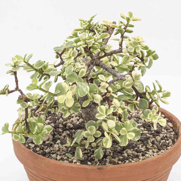Portulacaria afra variegata