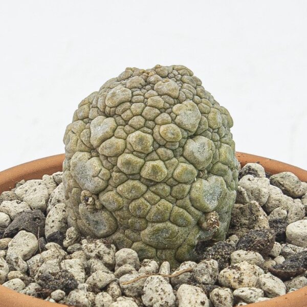 Pseudolithos migiurtinus