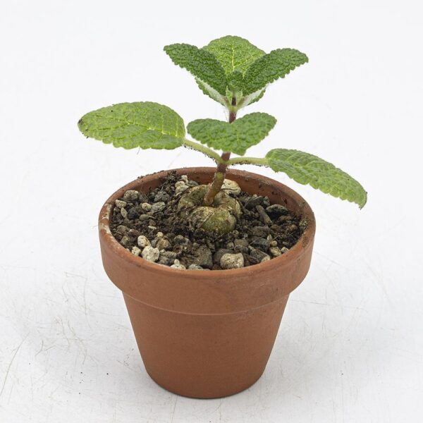 Rechsteinera bullata Saemling