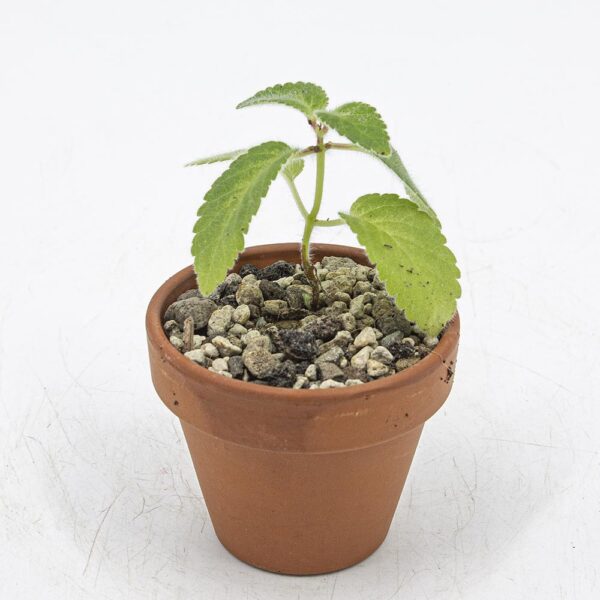 Rechsteinera douglasii Saemling