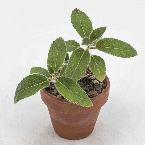 Rechsteinera douglasii