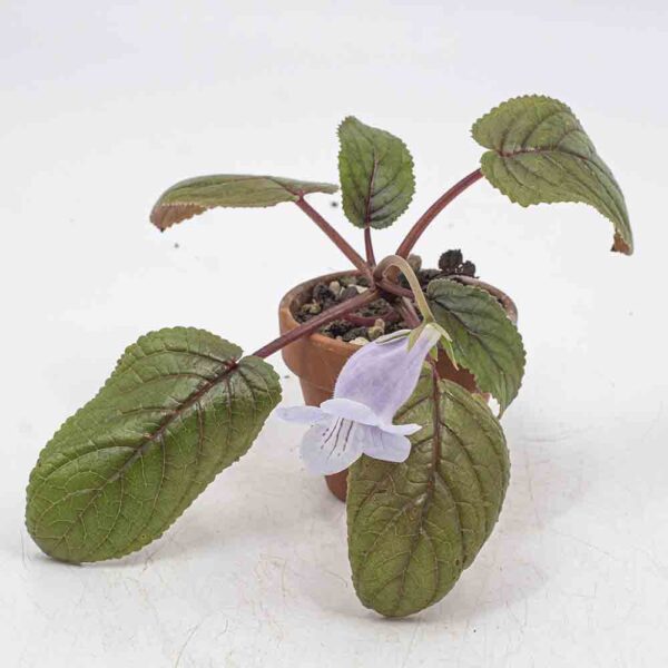 Rechsteinera eumorpha