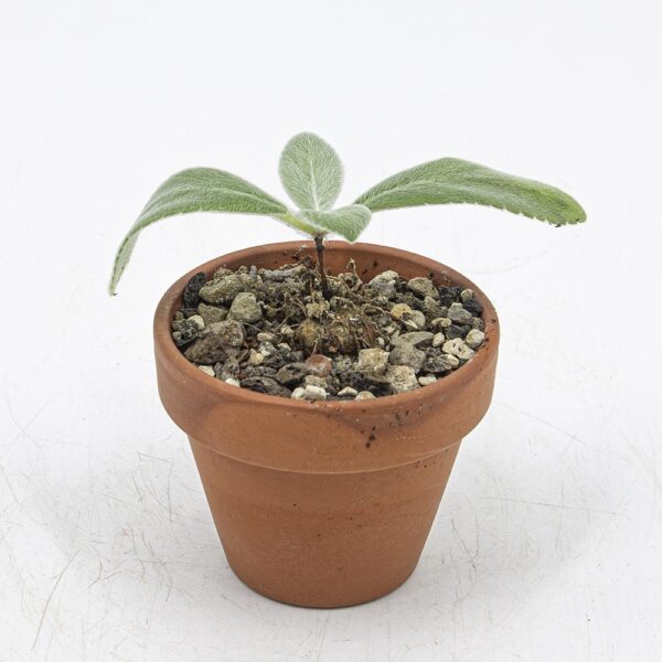 Rechsteinera leucotricha Saemling