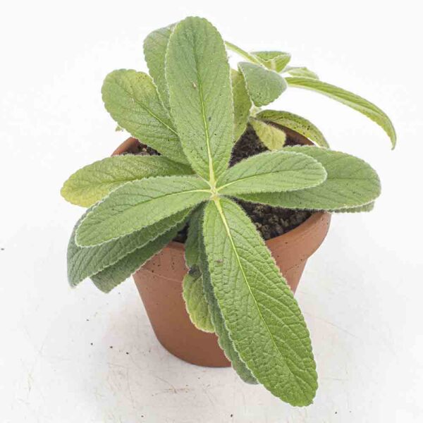 Rechsteinera tubiflora