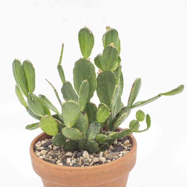 Rhipsalidopsis-Hybride orange
