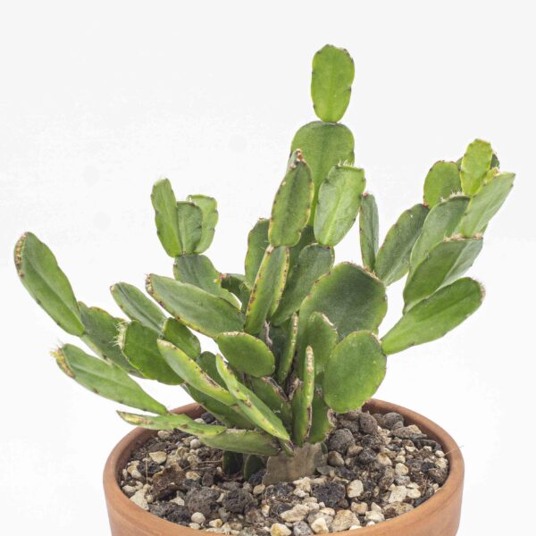 Rhipsalidopsis-Hybride weiss