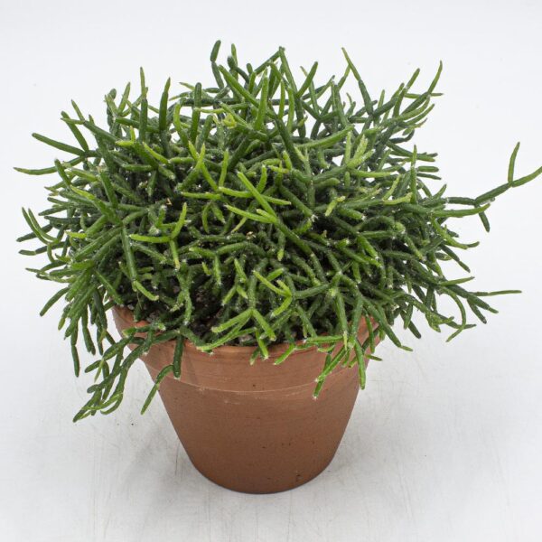 Rhipsalis burchellii