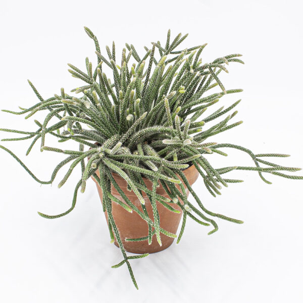 Rhipsalis horrida