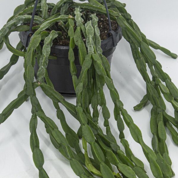 Rhipsalis paradoxa – Bild 3
