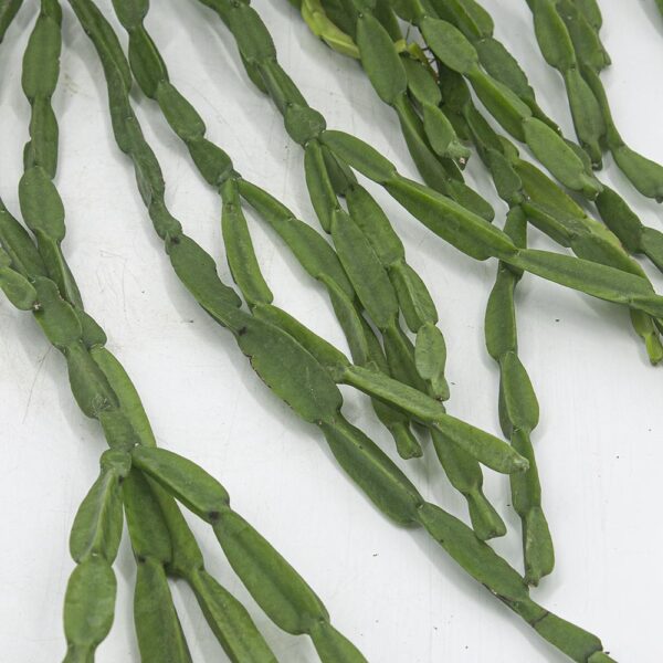 Rhipsalis paradoxa – Bild 2