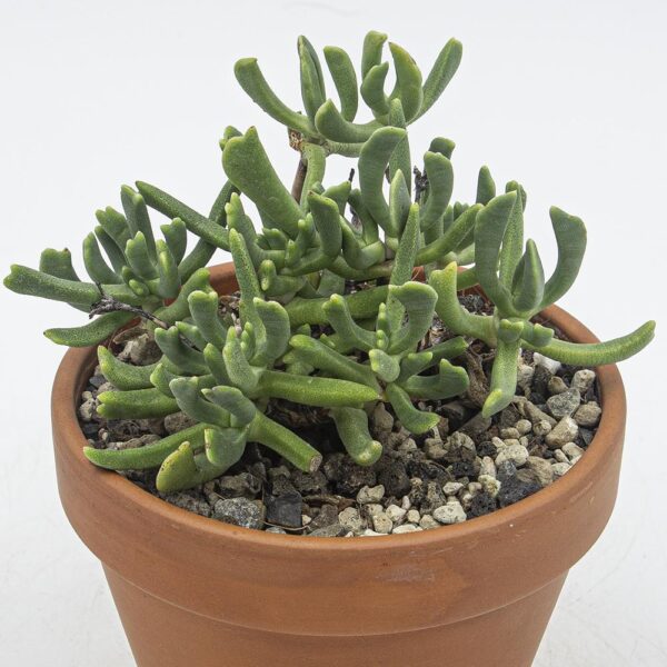 Rombophyllum dolabriforme