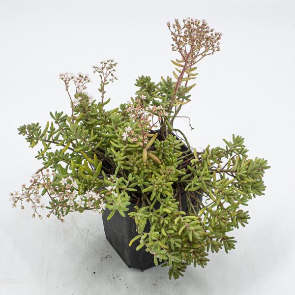 Sedum album Leuchtfeuer