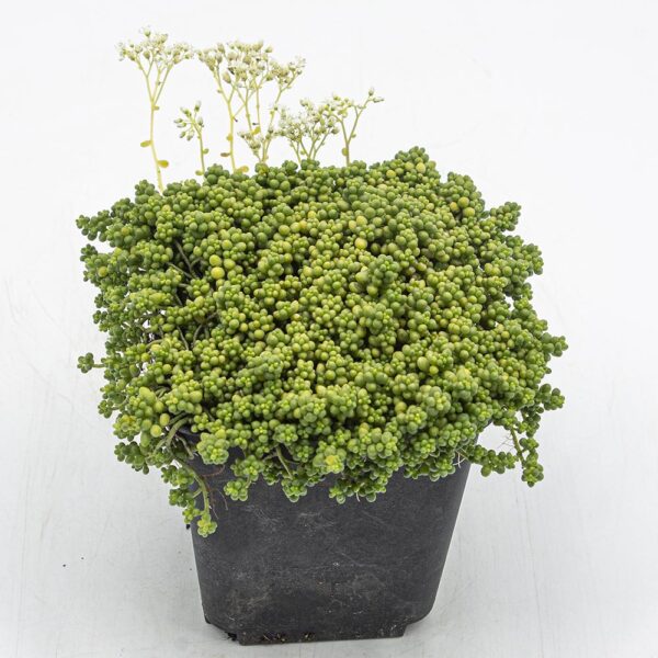 Sedum album chloroticum