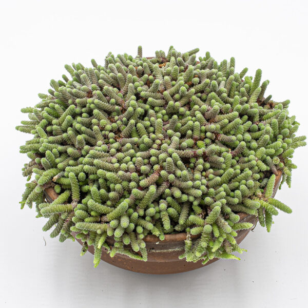 Sedum humifusum – Bild 3