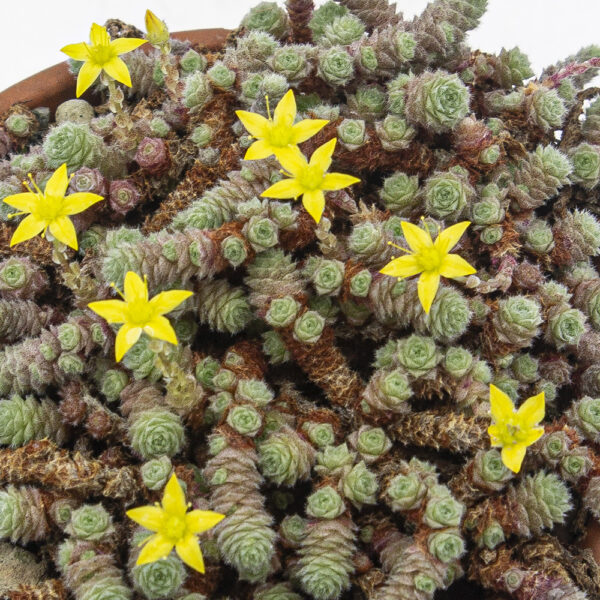 Sedum humifusum – Bild 4