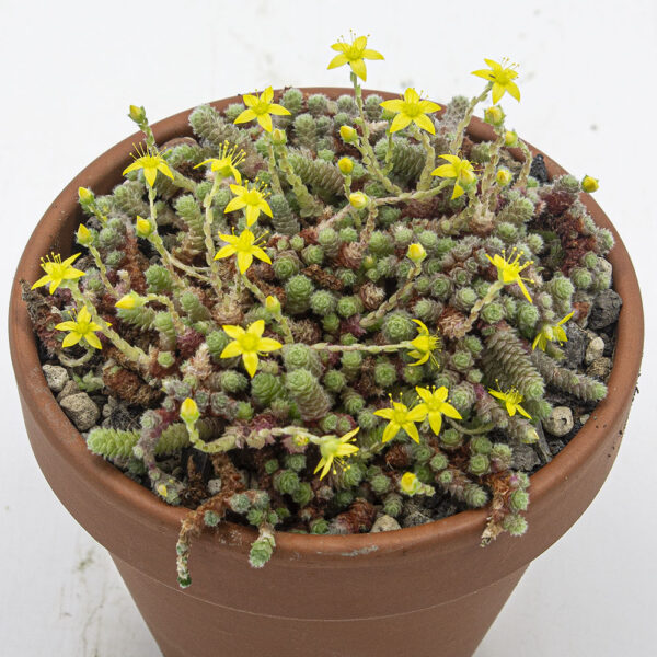 Sedum humifusum – Bild 2