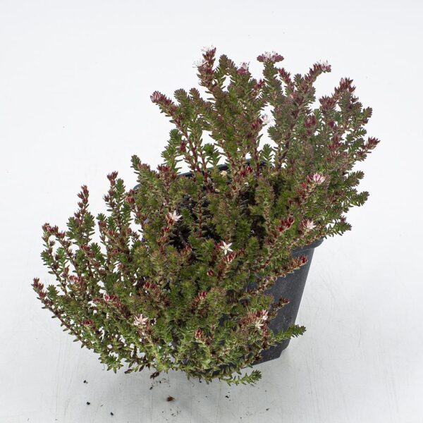 Sedum moranense