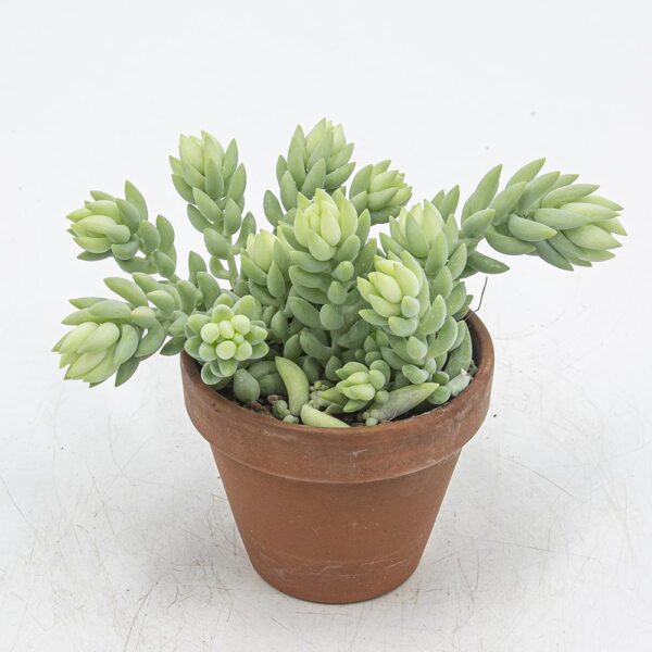 Sedum morganianum