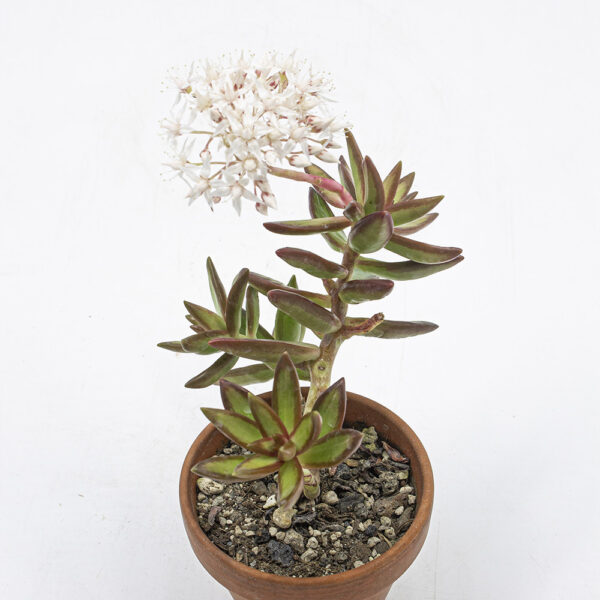 Sedum nussbaumerianum