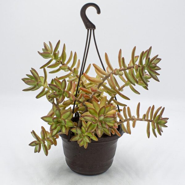 Sedum nussbaumerianum Hänger
