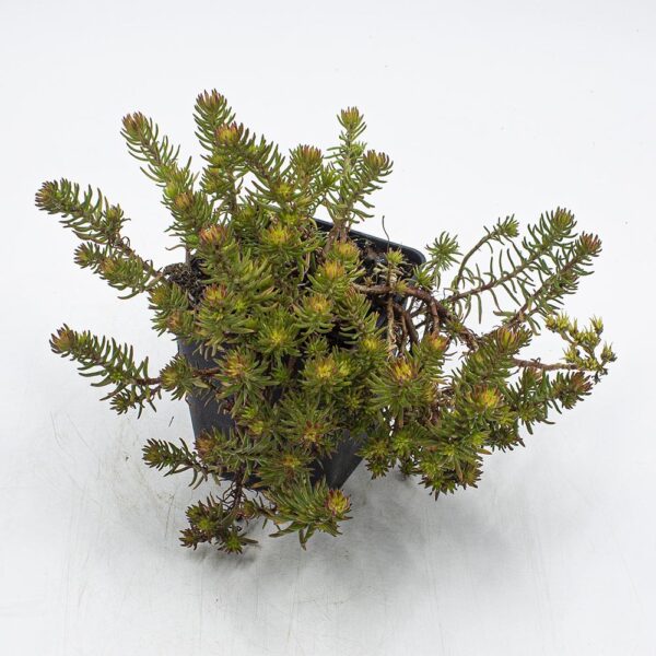 Sedum reflexum Angelina