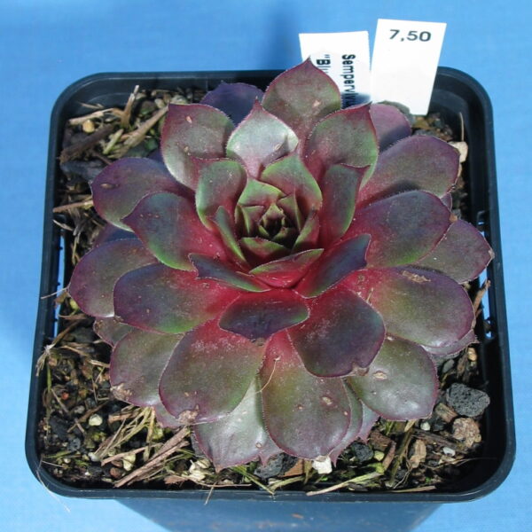 Sempervivum Gargamel – Bild 2
