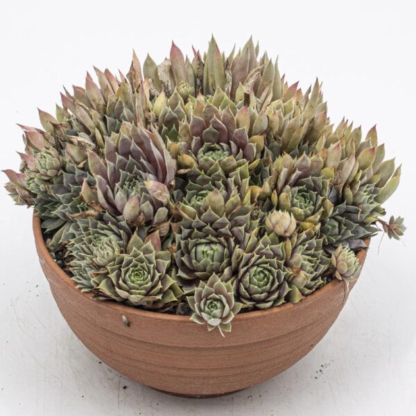 Sempervivum Blue Boy