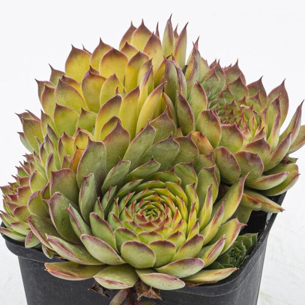 Sempervivum Chick Charms