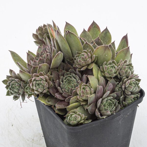 Sempervivum Eisbär Polen