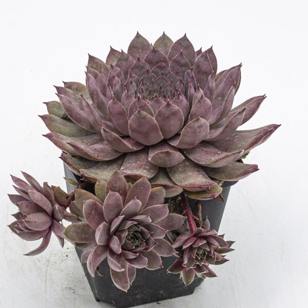 Sempervivum Flamingo