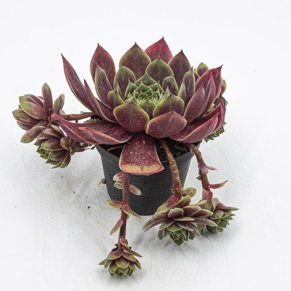 Sempervivum Grünrand grosse Rosetten