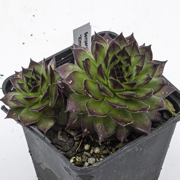 Sempervivum "Kimono" – Bild 2