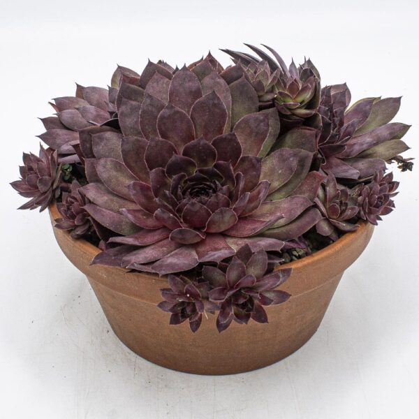 Sempervivum Leopold Schale