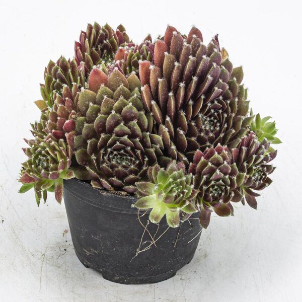 Sempervivum "Mysterium"