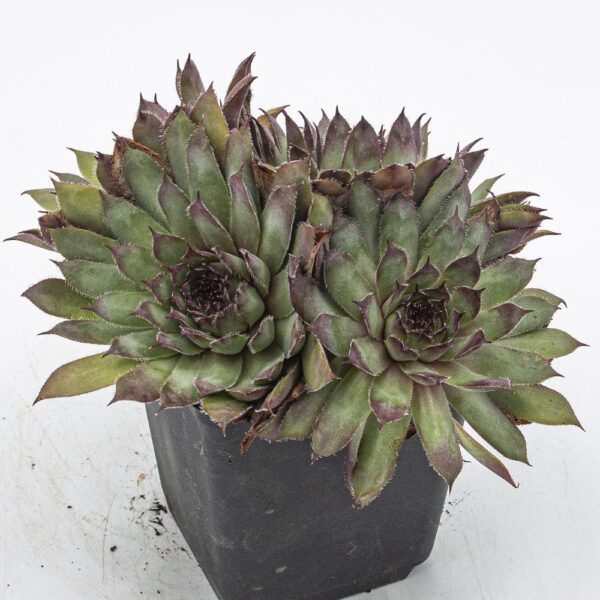 Sempervivum Nachtmelodie