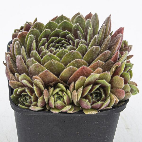 Sempervivum Ohio Burgundy