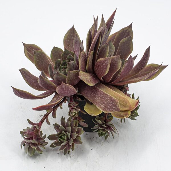 Sempervivum Othello
