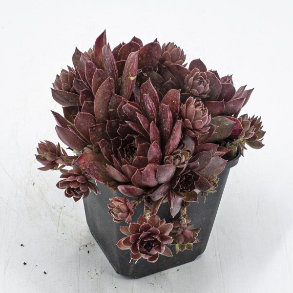 Sempervivum Pazific Shadow