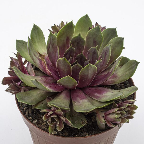 Sempervivum "Tesoro"