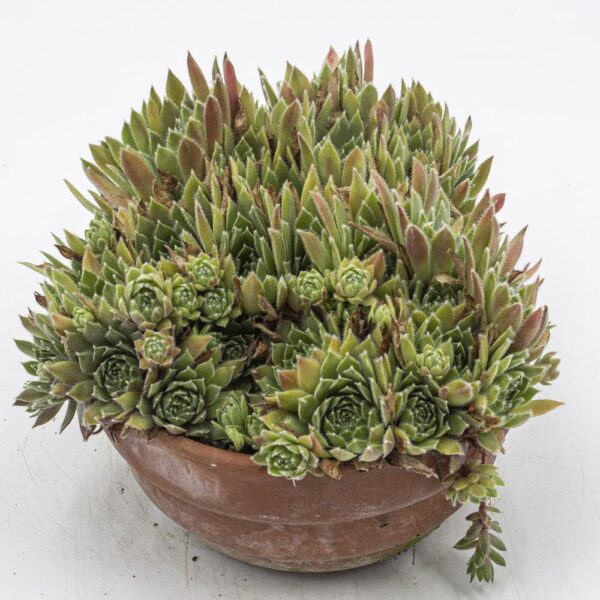 Sempervivum milchig grün