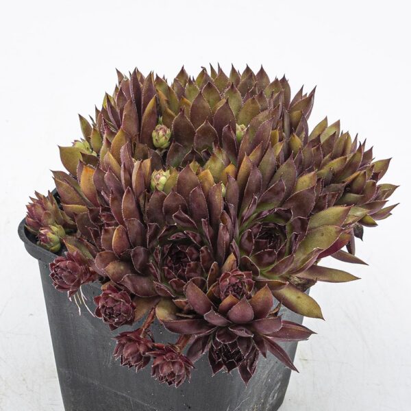 Sempervivum schwarze Rose