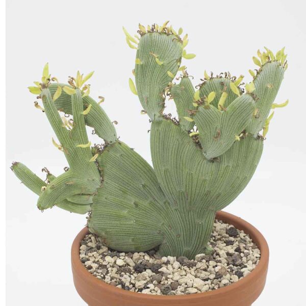 Senecio anteuphorbium cristata