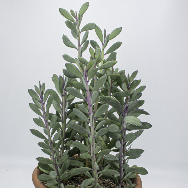 Senecio crassissimus gross – Bild 3