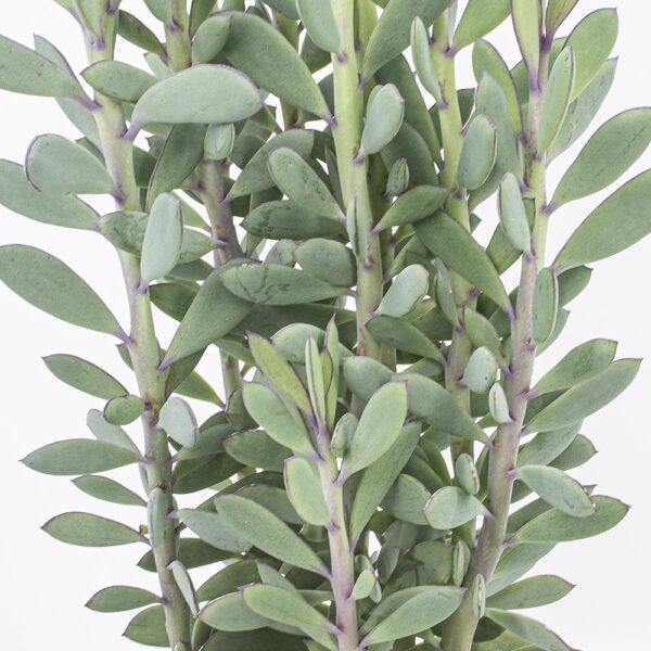 Senecio crassissimus gross – Bild 6