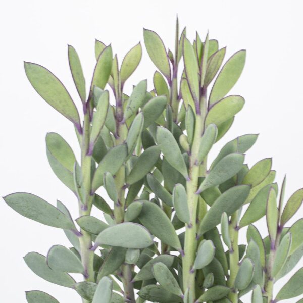 Senecio crassissimus gross – Bild 5