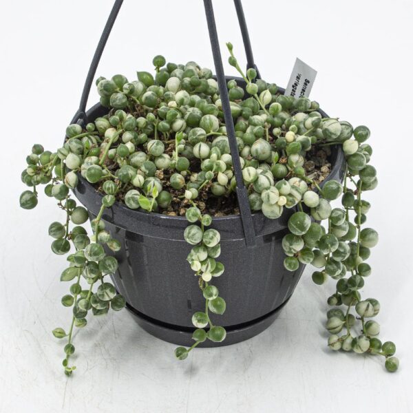 Senecio rowleyanus variegata Hänger