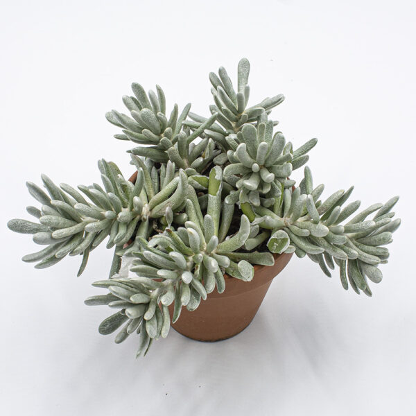 Senecio scaposus dickblttrig
